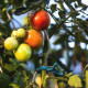 Зажимы Bradas для крепления растений 10 шт TYK51