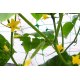 Сетка шпалерная Bradas PLANT NET 15x17см 8 г/м² 1,7x100 м AS-CN08151717100