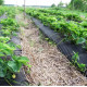 Агроволокно Agreen 50 г/м² чорне 1,07 х 100 м 57894